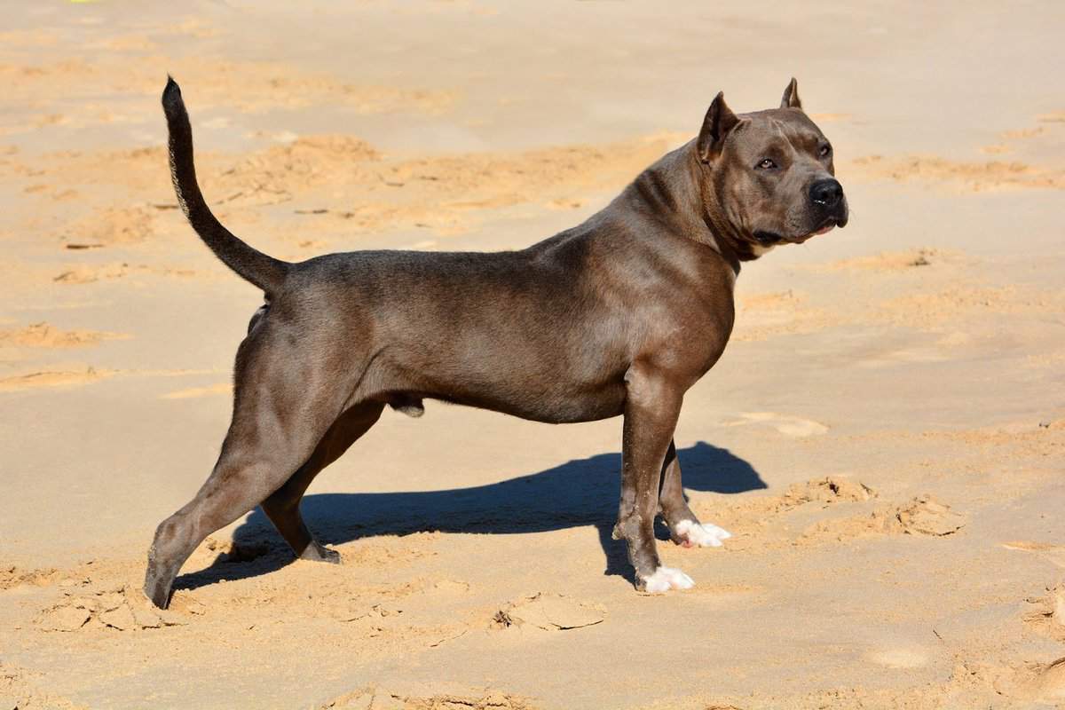 Dark Brown American Bully dog XL size standing on beach